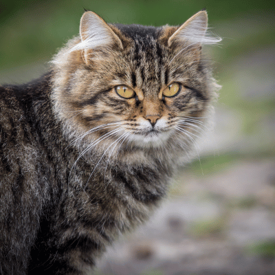 Katzengesundheit