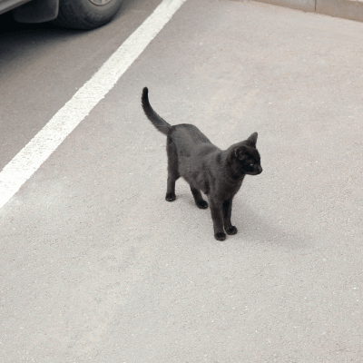 Katze auf Straße - was tun?