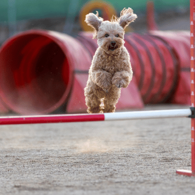 Agility -Spaßfür deinen Hund