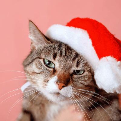 Tiere zu Weihnachten verschenken 