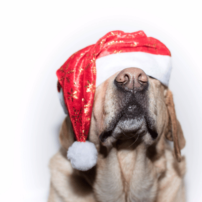 Hund zu Weihnachten verschenken