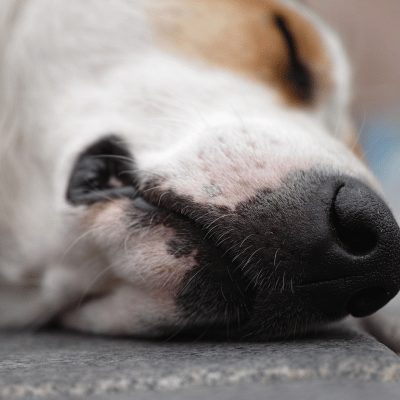 Tiere einschläfern