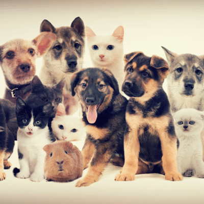 Hund, Katze , Maus - das sind die beliebtesten Haustiere von der Haustiere Liste.