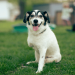 Hunde mit besonderen Bedürfnissen