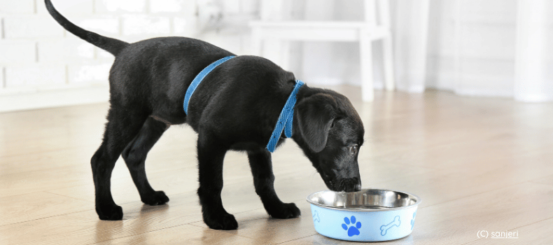 Süßer Labrador braucht Hundeerziehung