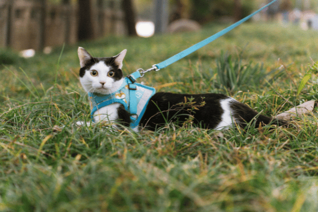 Katzengeschirr