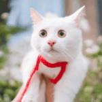 Katze an Leine gewöhnen