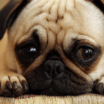Hund