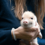 Minischwein als Haustier
