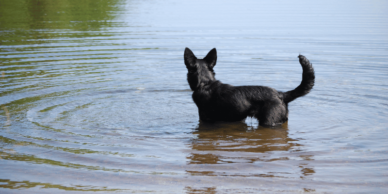 Welt ohne Hunde