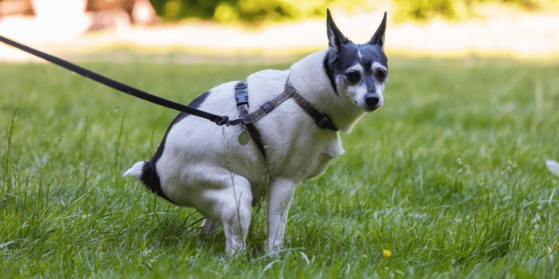 Hundeschnauzen, die gerade am Kot geschnüffelt haben, sind nicht automatisch extrem dreckig, aber auch nicht „sauberer als ein Menschermund“, wie oft behauptet wird. Beim Schnüffeln nehmen Hunde winzige Partikel, Bakterien und manchmal sogar Parasiten auf. Die Maulhöhle eines Hundes enthält zwar viele Enzyme und Bakterien, die Keime teilweise abtöten, trotzdem können einige Krankheitserreger überleben. Besonders problematisch wird es, wenn der Kot von einem kranken Tier stammt. Deshalb solltest du nach engem Kontakt mit der Hundeschnauze – egal ob sie am Kot war oder nicht – immer die Hände waschen, und dem Hund möglichst nicht ins Gesicht oder auf den Mund küssen.