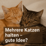 Mehrere Katzen halten