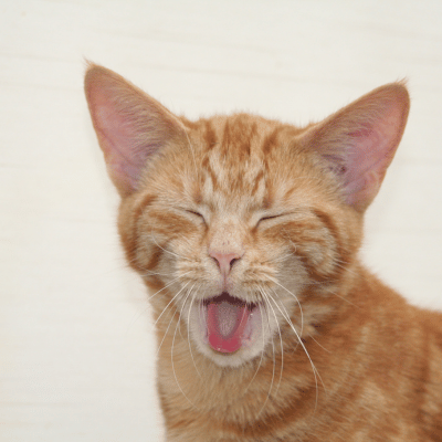 Nierenversagen bei Katze