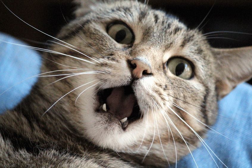 Nierenversagen bei Katzen – Symptome erkennen und handeln