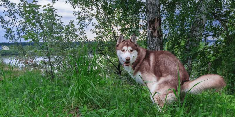 Hundekot im Wald richtig entsorgen – so geht’s