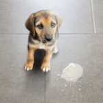 Was steckt dahinter, wenn dein Hund kotzt?