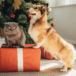 Weihnachten mit deinem Haustier