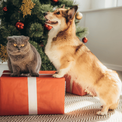 Weihnachten mit deinem Haustier