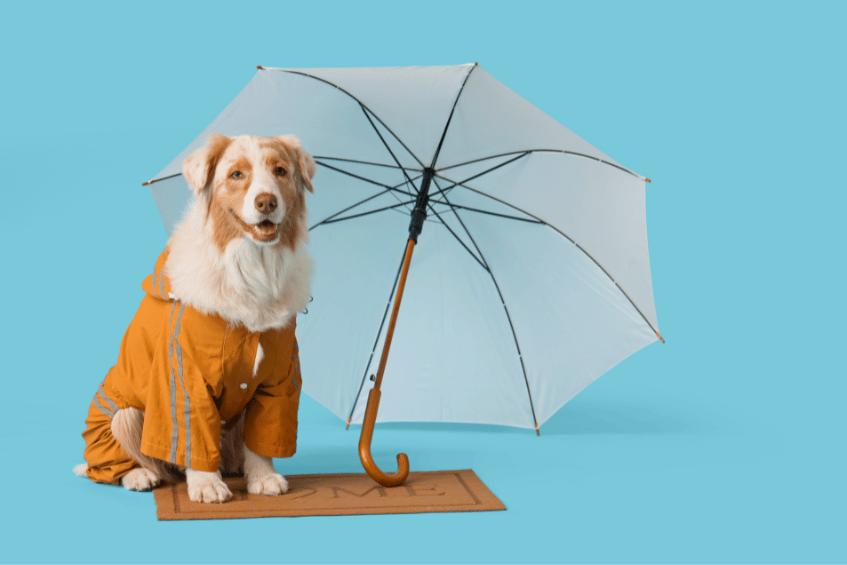 Warum stinken Hunde im Regen?