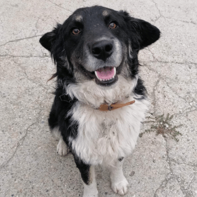 Den besten Hundesitter finden