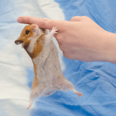 Hamster als Haustier