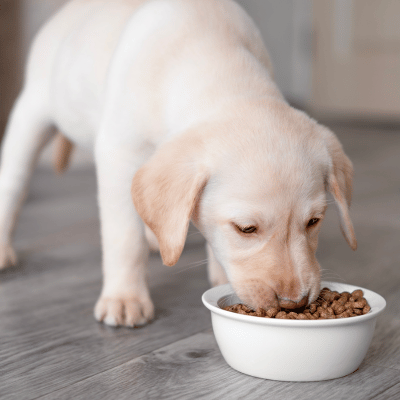 Gassi gehen und füttern