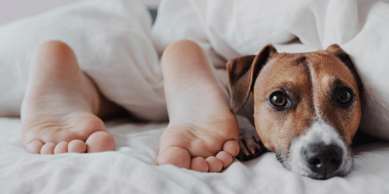Hund im Bett