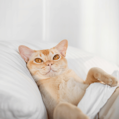 Bett mit Katze