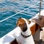 Kreuzfahrt mit Hund